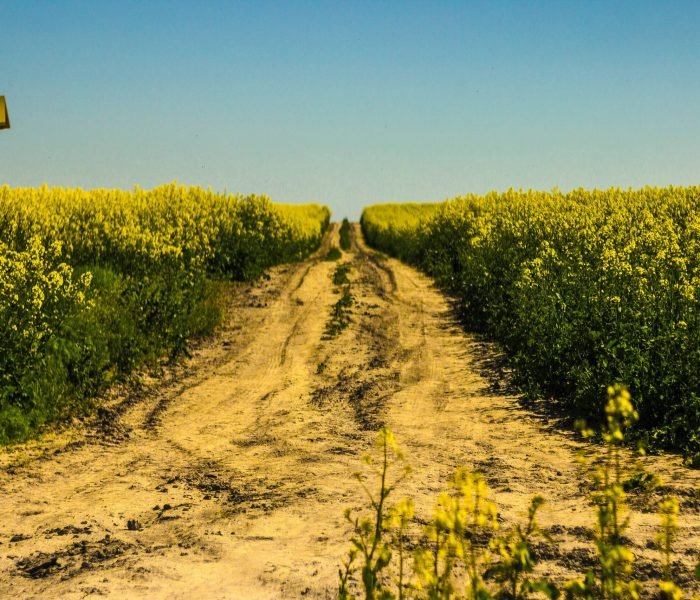 andras-kovacs-GNFWSOy05nQ-unsplash