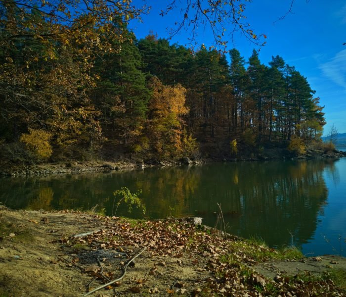 drzewo-GHBRjSUUFjQ-unsplash (1)