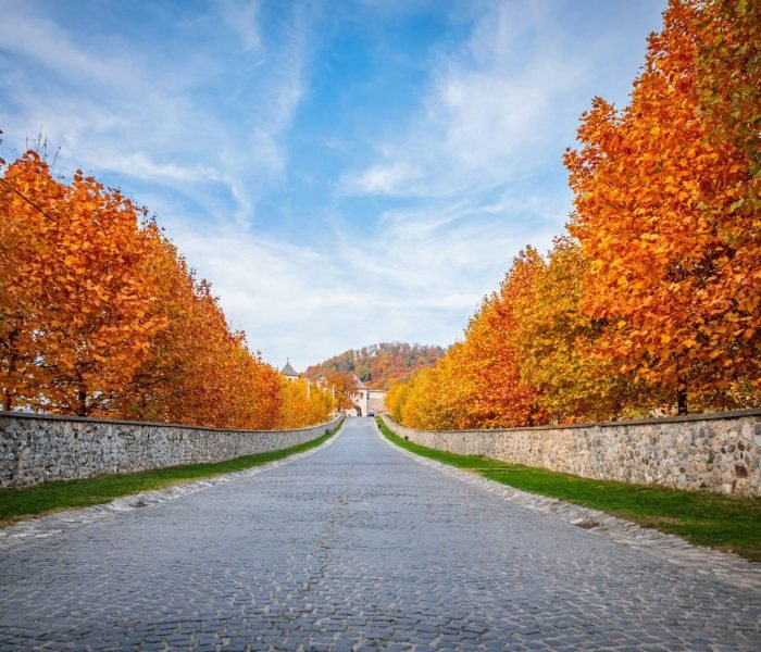 mihail-cioinica-41tYbXRvt84-unsplash (1)