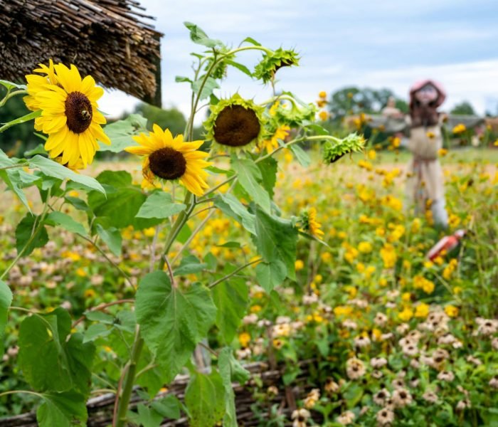 piotr-musiol-dTsgFJhHZEI-unsplash (1)